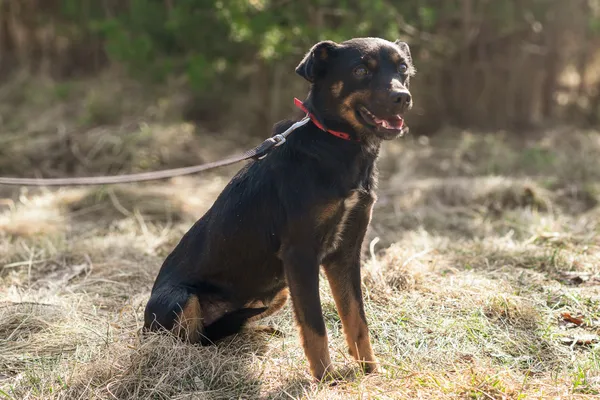 Pies do adopcji, Nowodwór, 17 marca 2025 (2/5)