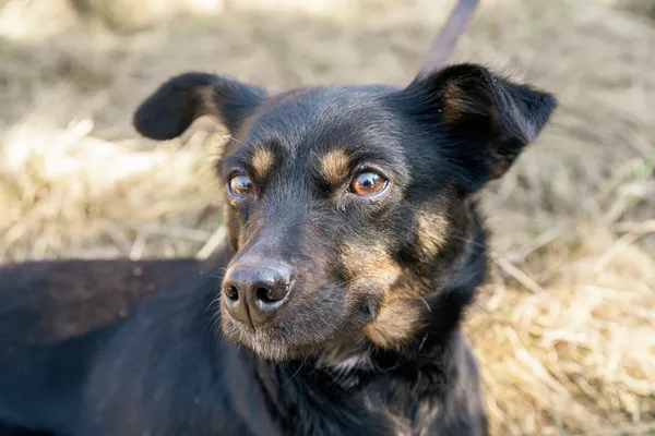 Pies do adopcji, Nowodwór, 17 marca 2025 (3/5)