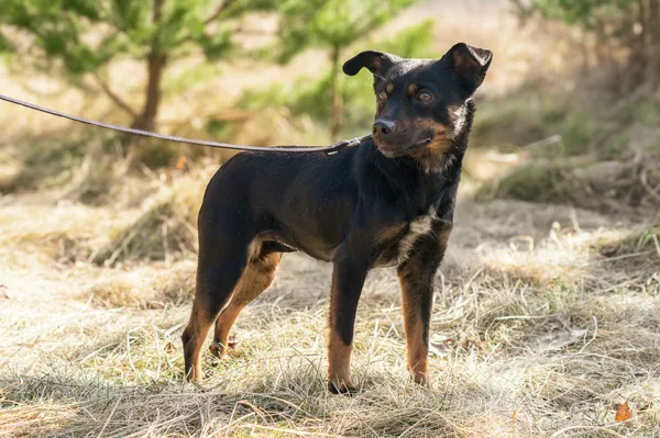 Pies do adopcji, Nowodwór, 17 marca 2025 (4/5)