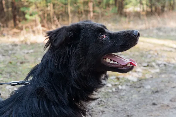 Pies do adopcji, Nowodwór, 17 marca 2025 (1/5)