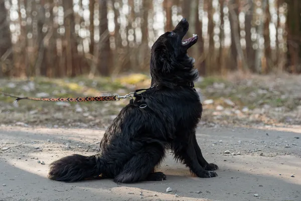 Pies do adopcji, Nowodwór, 17 marca 2025 (2/5)