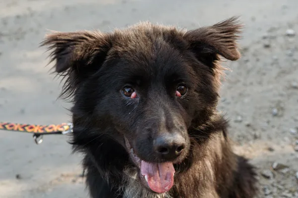 Pies do adopcji, Nowodwór, 17 marca 2025 (4/5)