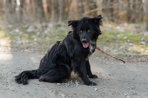 Pies do adopcji, Nowodwór, 17 marca 2025 (5/5)