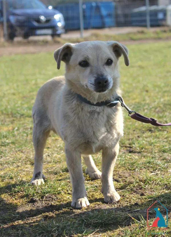 Pies do adopcji, Grudziądz, 15 marca 2025