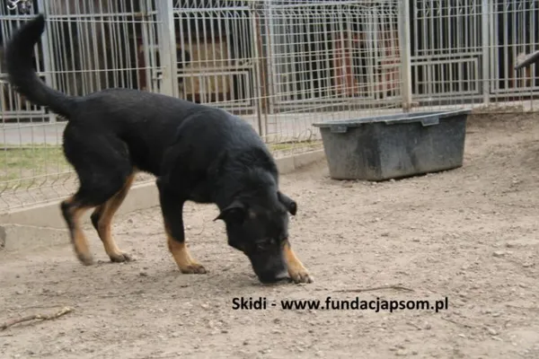 Pies do adopcji, Nowy Dwór Mazowiecki, 18 marca 2025 (3/4)