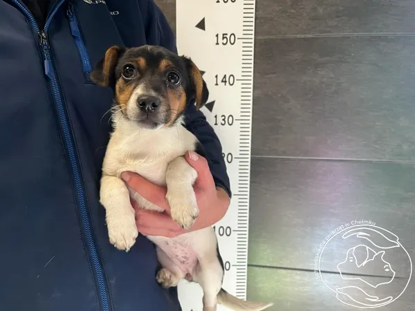 Znaleziono psa, Chełmek, 18 marca 2025