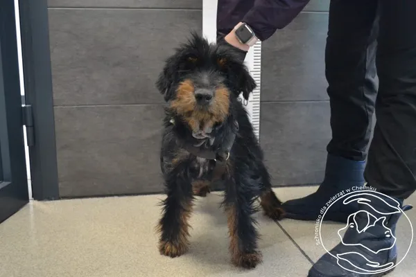 Znaleziono psa, Chełmek, 17 marca 2025