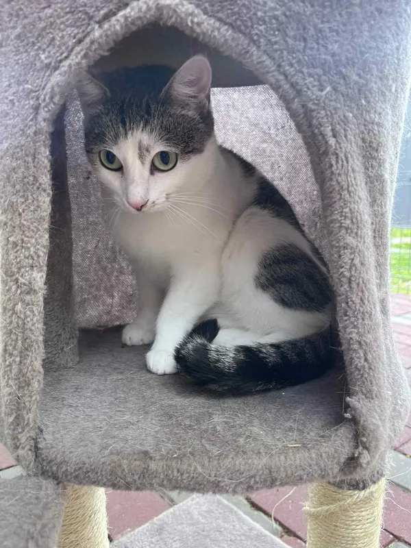 Kot do adopcji, Włocławek, 18 marca 2025 (1/4)