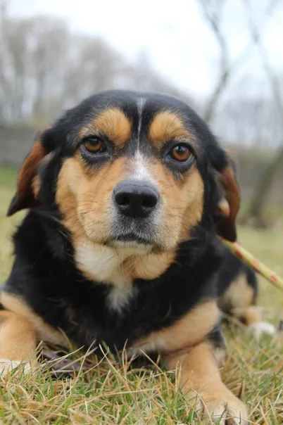 Pies do adopcji, Bełchatów, 24 października 2024 (1/5)