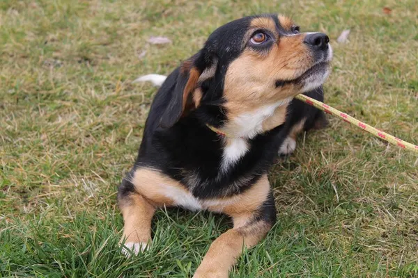 Pies do adopcji, Bełchatów, 24 października 2024 (2/5)