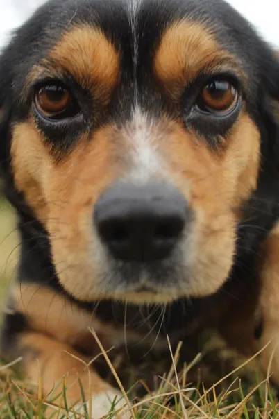 Pies do adopcji, Bełchatów, 24 października 2024 (5/5)