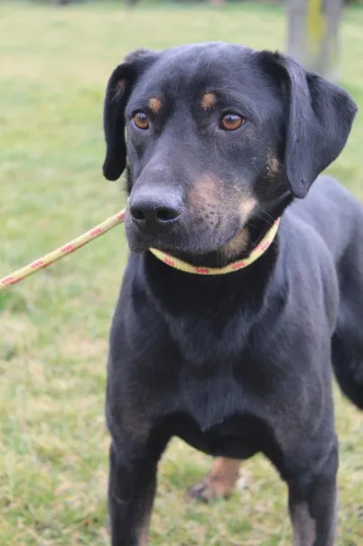 Pies do adopcji, Bełchatów, 18 grudnia 2024 (1/5)