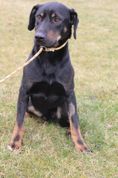 Pies do adopcji, Bełchatów, 18 grudnia 2024 (3/5)