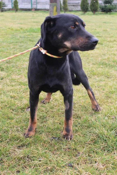 Pies do adopcji, Bełchatów, 18 grudnia 2024 (4/5)