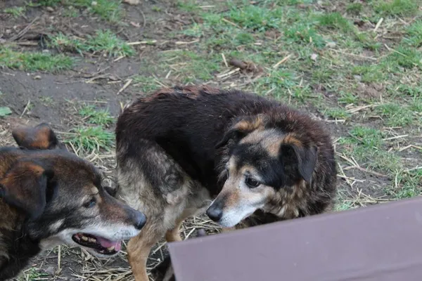 Pies do adopcji, Bełchatów, 14 lipca 2020 (5/5)