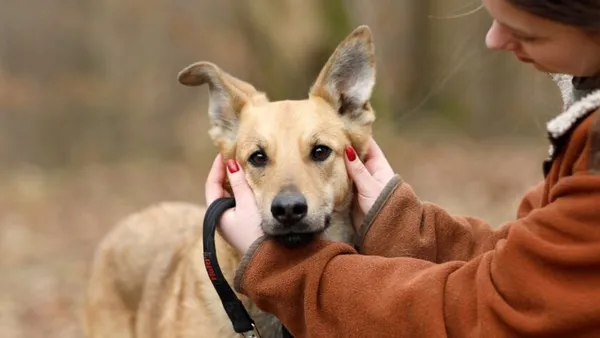 Pies do adopcji, Elbląg, 18 marca 2025 (1/5)