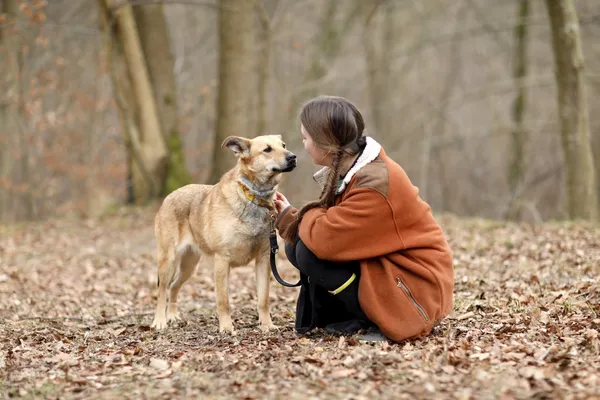Pies do adopcji, Elbląg, 18 marca 2025 (3/5)