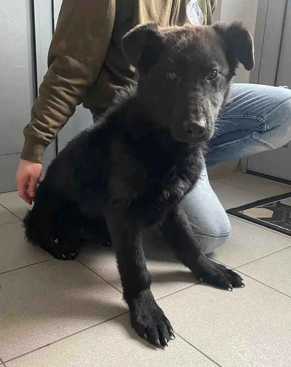 Znaleziono psa, Lublin, 17 kwietnia 2025