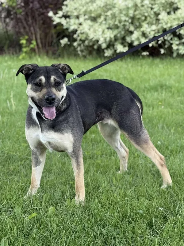 Znaleziono psa, Lublin, 19 marca 2025