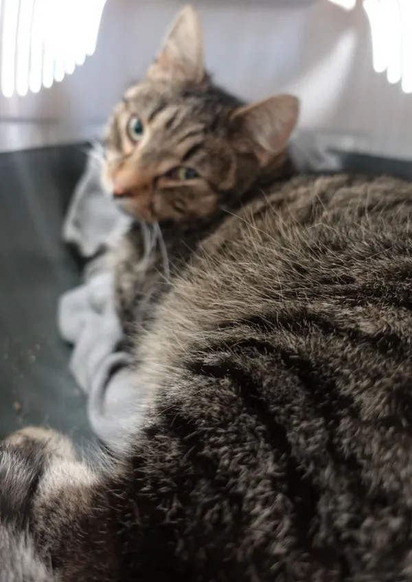 Znaleziono kota, Gdańsk, 18 marca 2025