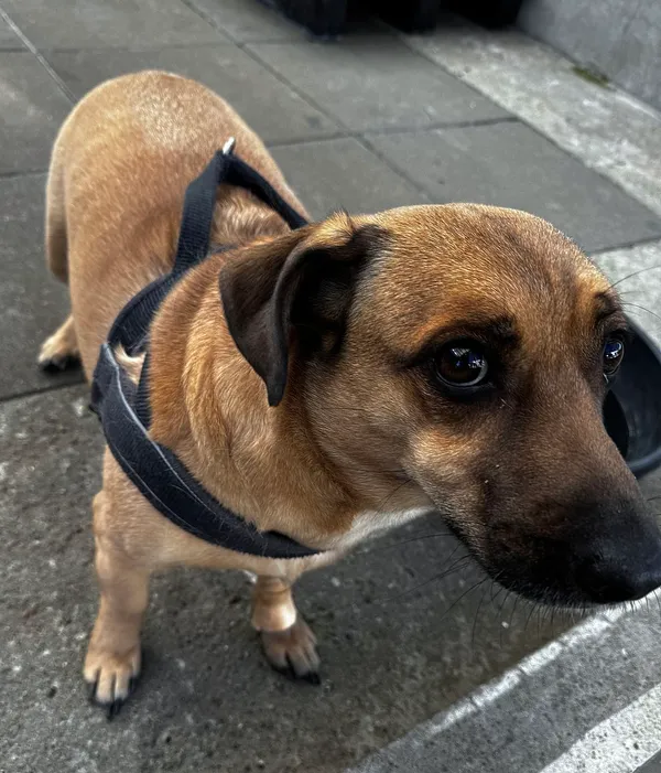 Znaleziono psa, Gdańsk, 18 marca 2025