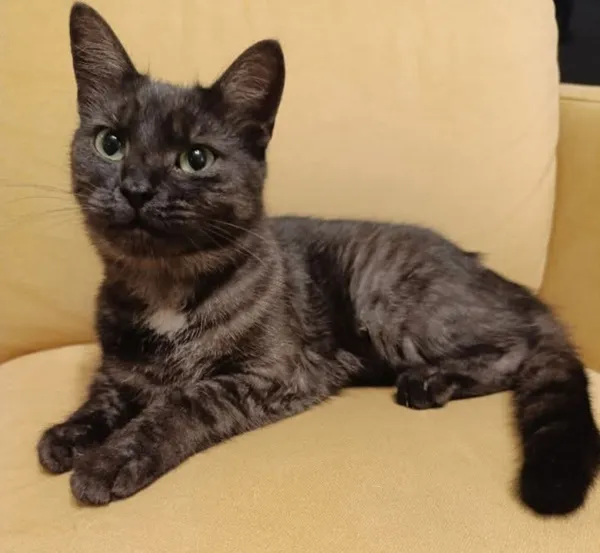 Zaginął kot, Łódź, 18 marca 2025