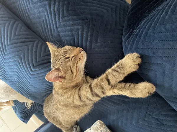 Zaginął kot, Łódź, 18 marca 2025