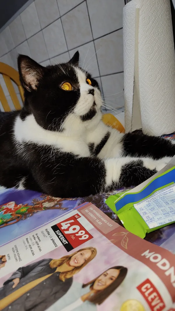 Zaginął kot, Łódź, 17 marca 2025