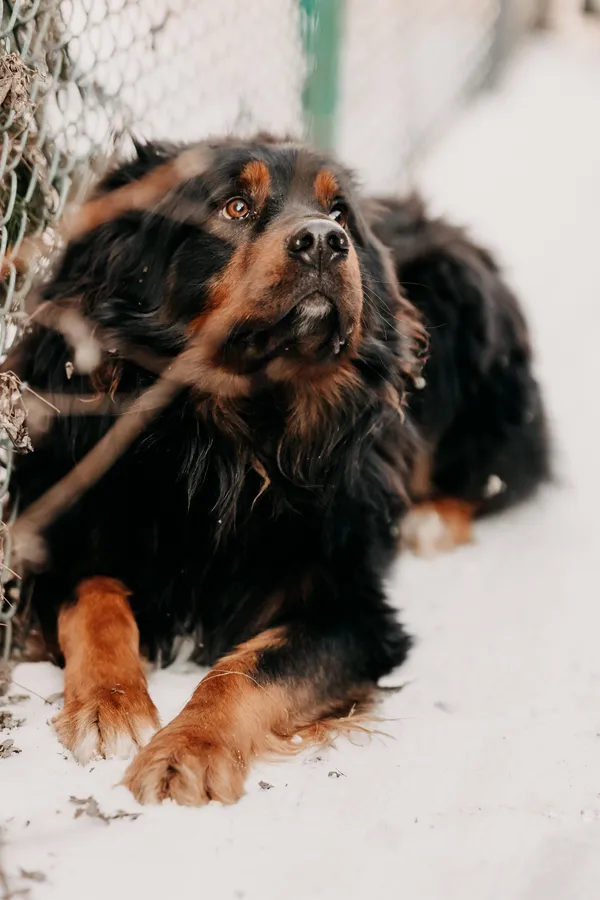 Pies do adopcji, Czartki, 10 marca 2025 (1/5)