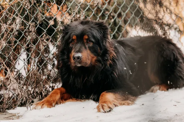 Pies do adopcji, Czartki, 10 marca 2025 (2/5)