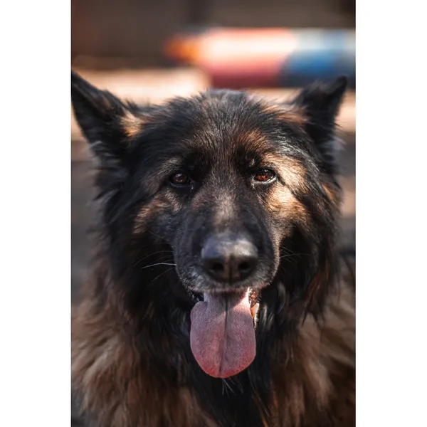 Znaleziono psa, Białystok, 22 lutego 2025 (2/4)