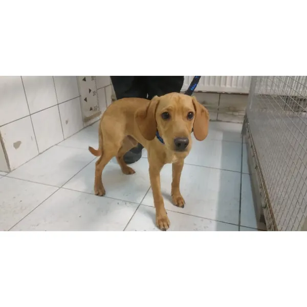 Znaleziono psa, Białystok, 3 marca 2025