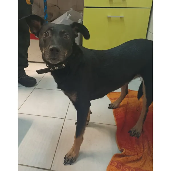 Znaleziono psa, Białystok, 27 lutego 2025