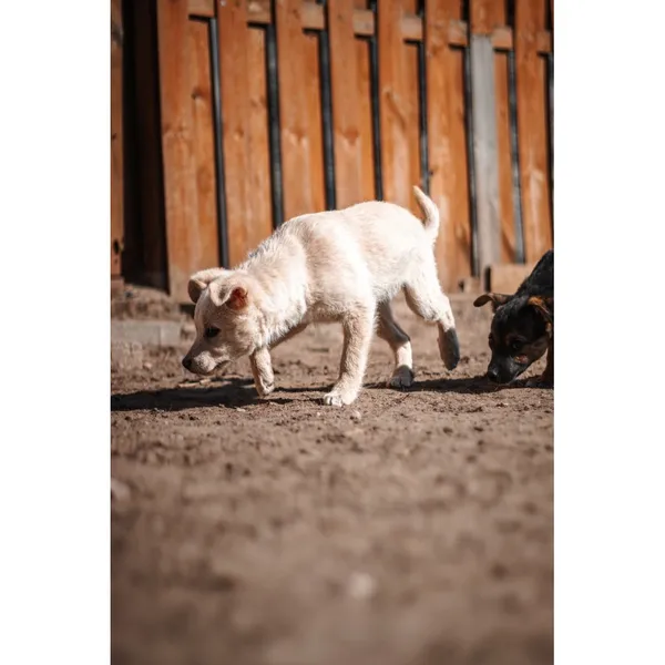 Znaleziono psa, Białystok, 21 lutego 2025 (3/5)