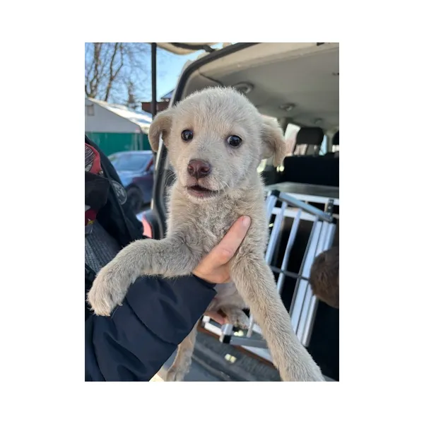 Znaleziono psa, Białystok, 21 lutego 2025 (5/5)