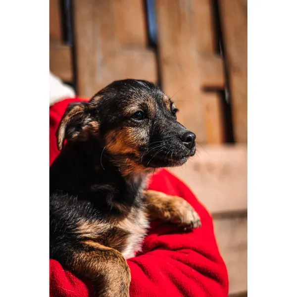 Znaleziono psa, Białystok, 21 lutego 2025 (3/4)