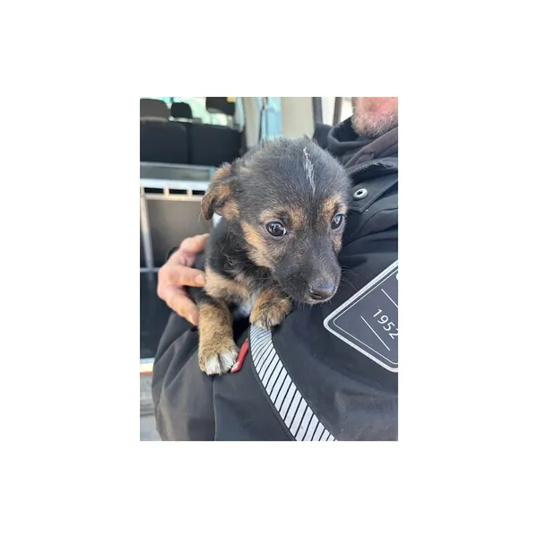 Znaleziono psa, Białystok, 21 lutego 2025 (4/4)