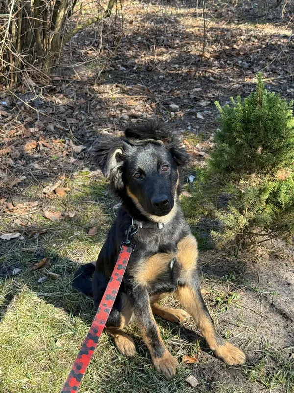 Pies do adopcji, Włocławek, 18 marca 2025 (1/4)