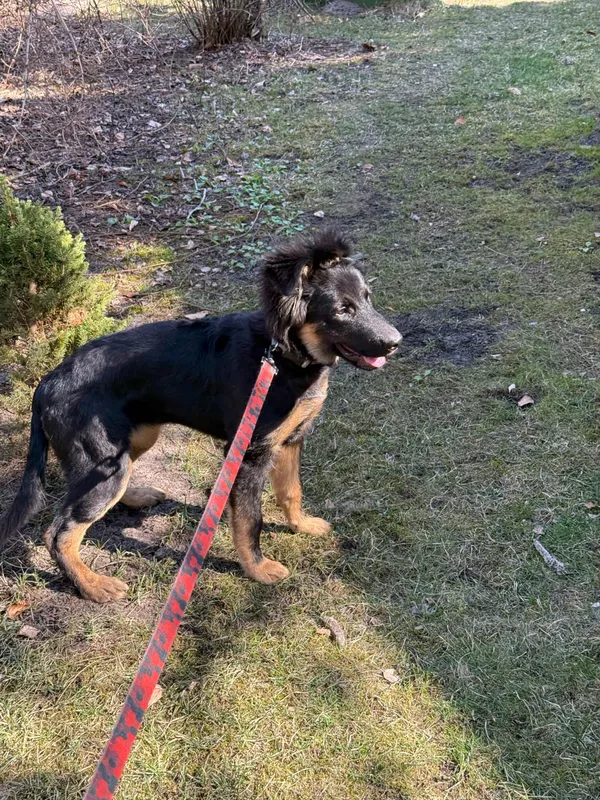 Pies do adopcji, Włocławek, 18 marca 2025 (2/4)