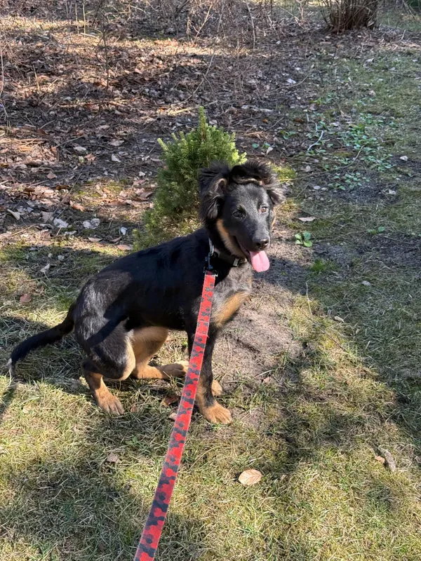 Pies do adopcji, Włocławek, 18 marca 2025 (3/4)