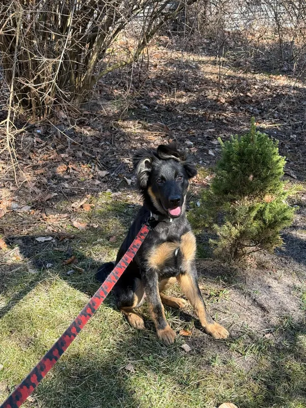 Pies do adopcji, Włocławek, 18 marca 2025 (4/4)