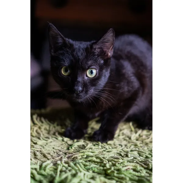 Znaleziono kota, Białystok, 8 lipca 2024 (4/4)