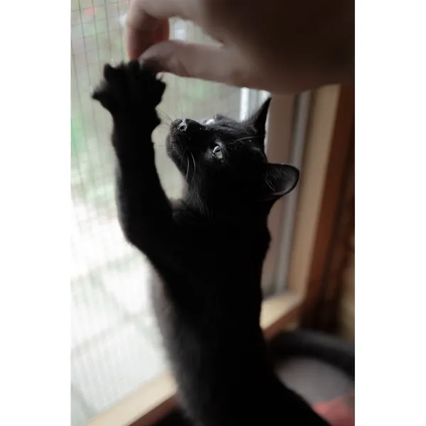 Znaleziono kota, Białystok, 8 lipca 2024 (2/5)