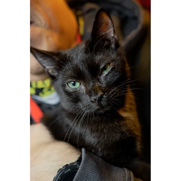 Znaleziono kota, Białystok, 8 lipca 2024 (3/5)