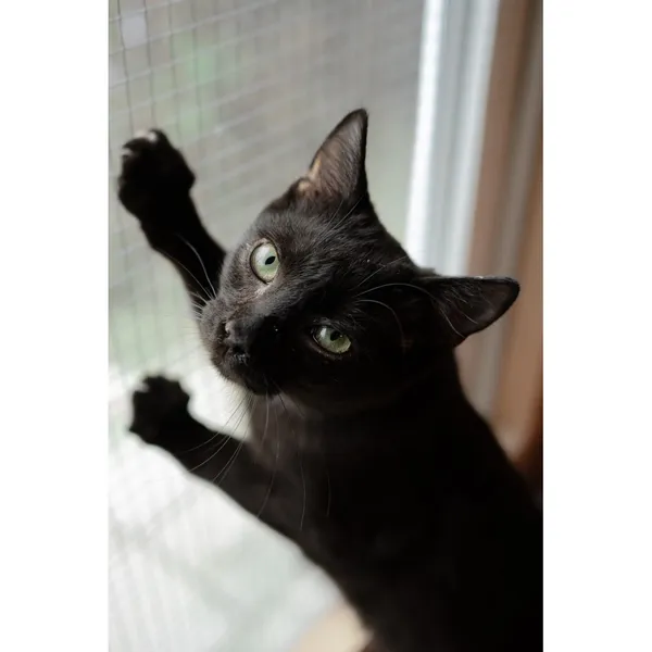 Znaleziono kota, Białystok, 8 lipca 2024 (4/5)