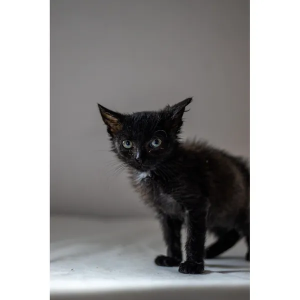 Znaleziono kota, Białystok, 8 lipca 2024 (5/5)