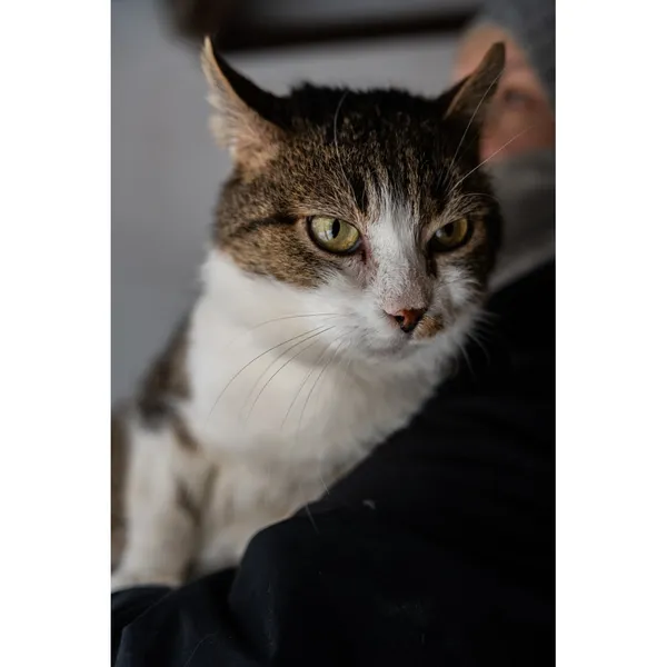 Znaleziono kota, Białystok, 22 listopada 2024 (1/4)