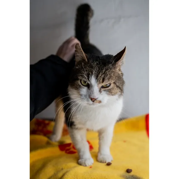 Znaleziono kota, Białystok, 22 listopada 2024 (3/4)