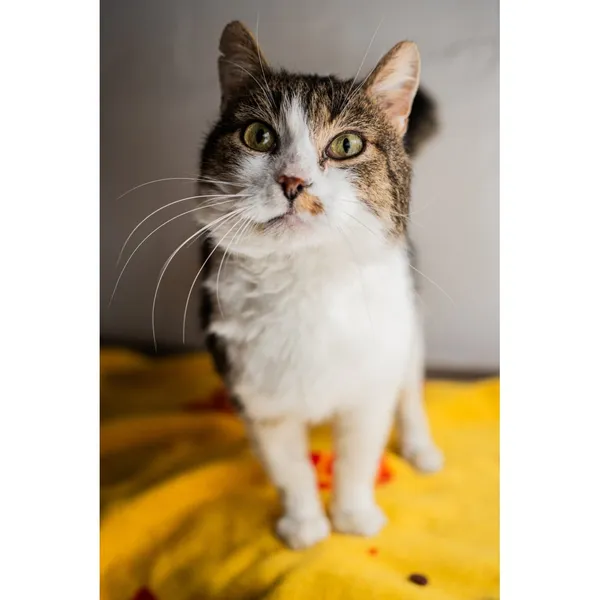 Znaleziono kota, Białystok, 22 listopada 2024 (4/4)