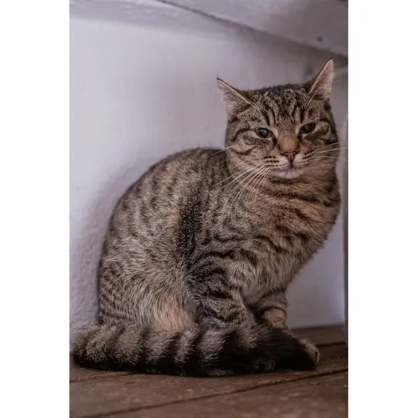 Znaleziono kota, Białystok, 25 lipca 2024 (3/3)